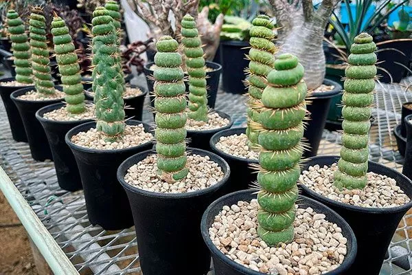 Эвлихния Каштановая Спиралис редкие кактусы46