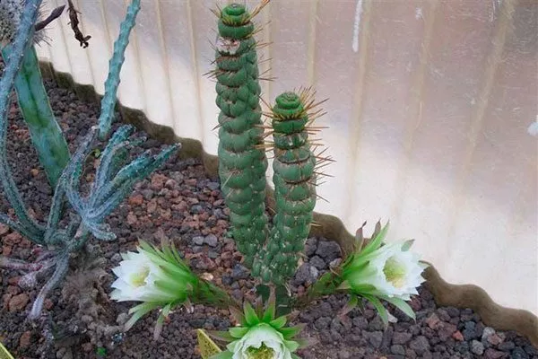 Эвлихния Каштановая Спиралис1 редкие кактусы47