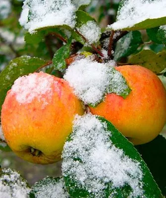 faec3e672159d5c25b4ee8b93627b9a8 Зимостойкость яблони1