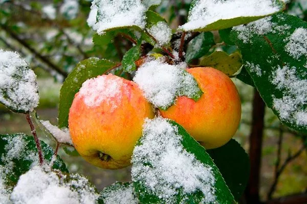 faec3e672159d5c25b4ee8b93627b9a8 Зимостойкость яблони1