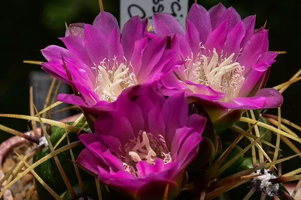 фиолетовая Гимнокалициум (Gymnocalycium)42