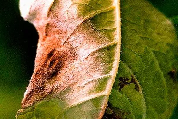 фитофтороз бурые пятна16