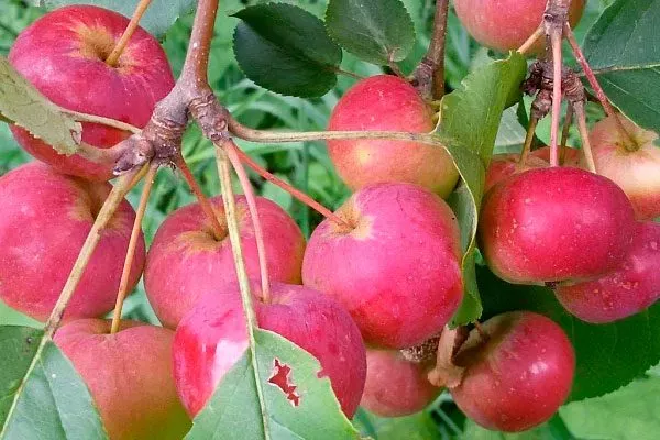 Фонарик Полудекоративные сорта20