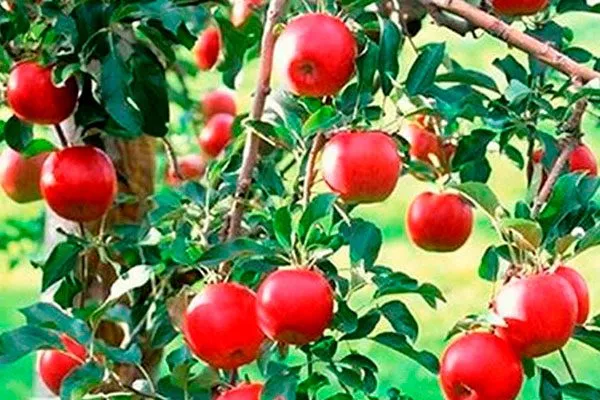 Фонарик1 Полудекоративные сорта21