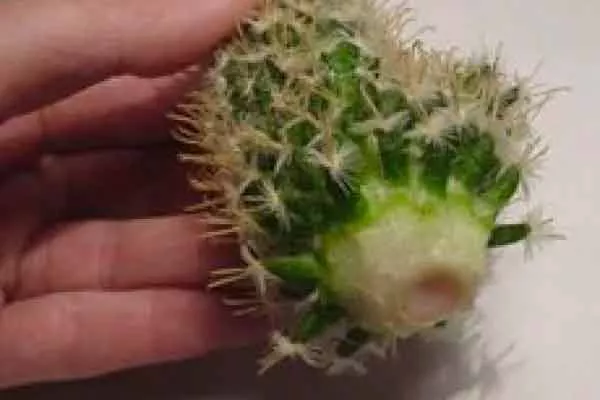 Форма среза черенкование кактусов30