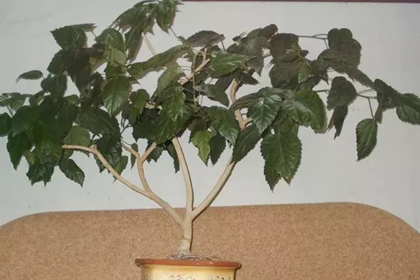 Формирование красивой кроны Обрезка гибискуса17