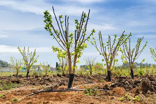 формирование кроны промышленный сад19