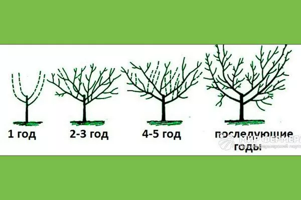 формирование кроны1 промышленный сад20
