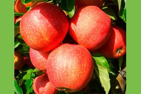 Гала Маст увеличениt размеров яблок10