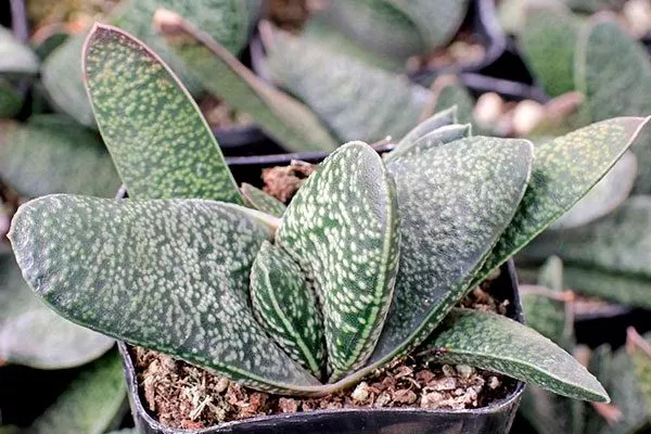 Маммиллярия (Mammillaria) уход за колючими кактусами11