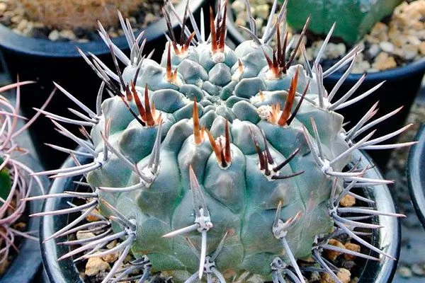 gibbosum var Гимнокалициум (Gymnocalycium)1