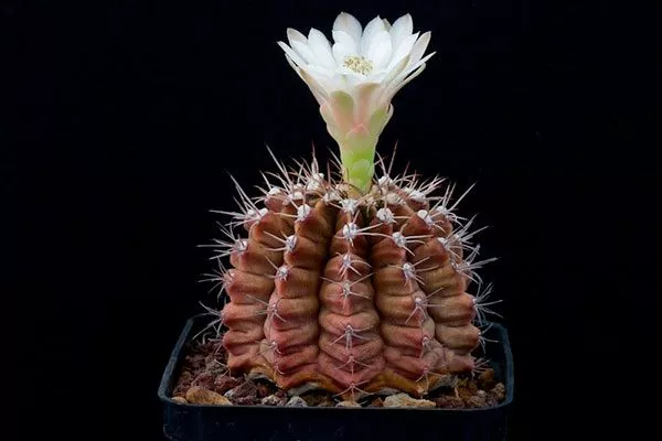 Гимнокалициум анизитси (Gymnocalycium anisitsii) Гимнокалициум (Gymnocalycium)16