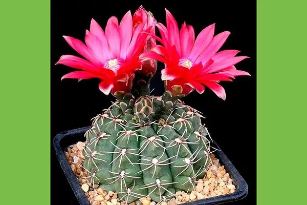 Гимнокалициум Бальда (Gymnocalycium baldianum) Гимнокалициум (Gymnocalycium)17