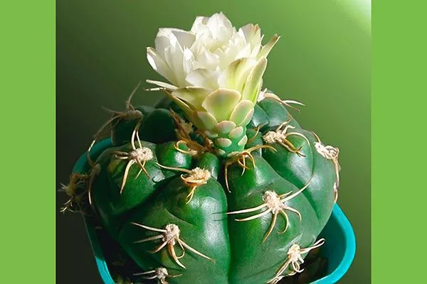 Гимнокалициум голый (Gymnocalycium denudatum) Гимнокалициум (Gymnocalycium)18