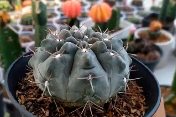 Гимнокалициум горбатый (Gymnocalycium gibbosum) Гимнокалициум (Gymnocalycium)19