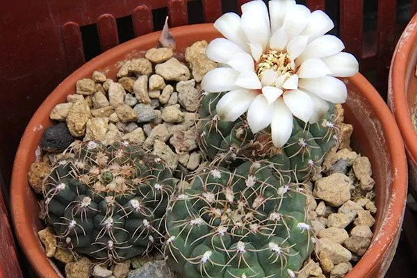 Гимнокалициум (Gymnocalycium) Гимнокалициум (Gymnocalycium)15
