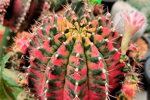 Гимнокалициум (Gymnocalycium) уход за колючими кактусами6
