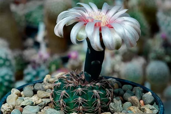 Гимнокалициум крохотный (Gymnocalycium parvulum) Гимнокалициум (Gymnocalycium)21