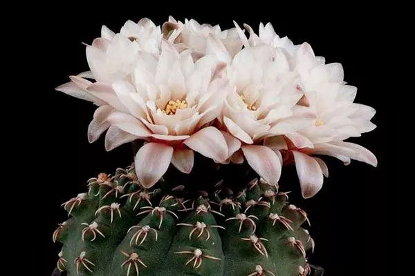 Гимнокалициум Квеля (Gymnocalycium quehlianum) Гимнокалициум (Gymnocalycium)20