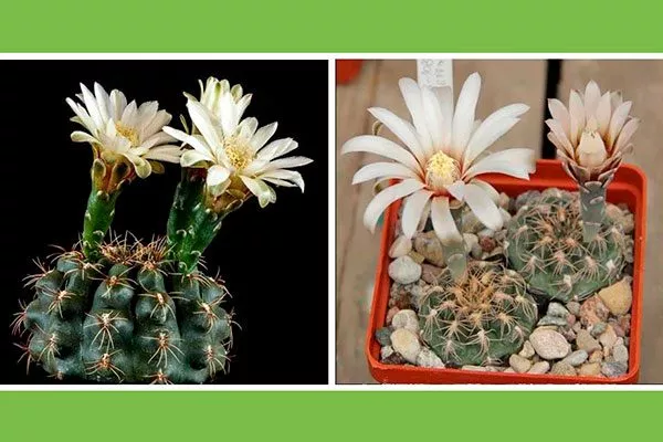 Гимнокалициум мелкоцветный (Gymnocalycium leptanthum) Гимнокалициум (Gymnocalycium)22