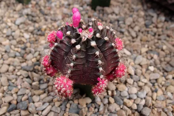 Гимнокалициум Михановича (Gymnocalycium mihanovichii) Гимнокалициум (Gymnocalycium)23