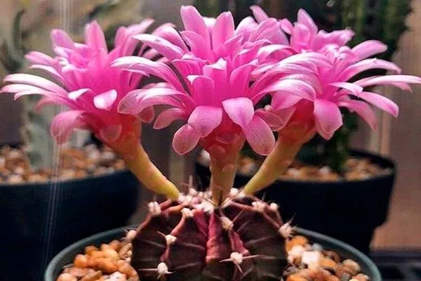 Гимнокалициум Михановича Хиботан редкие кактусы5