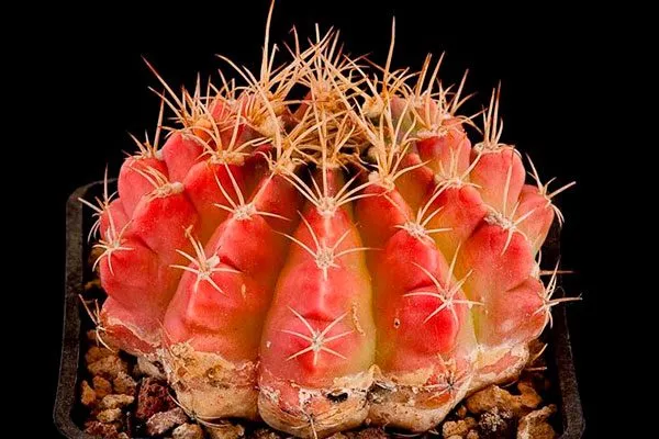 Гимнокалициум Михановича Хиботан1 редкие кактусы6