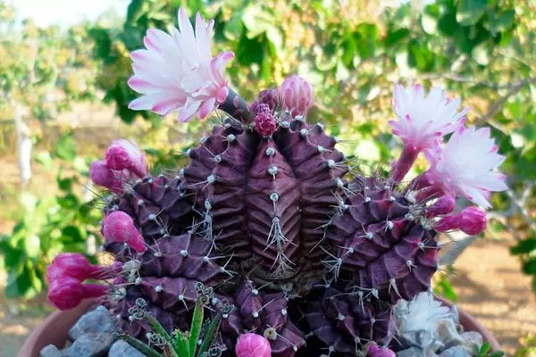 Гимнокалициум Михановича Хиботан2 редкие кактусы7