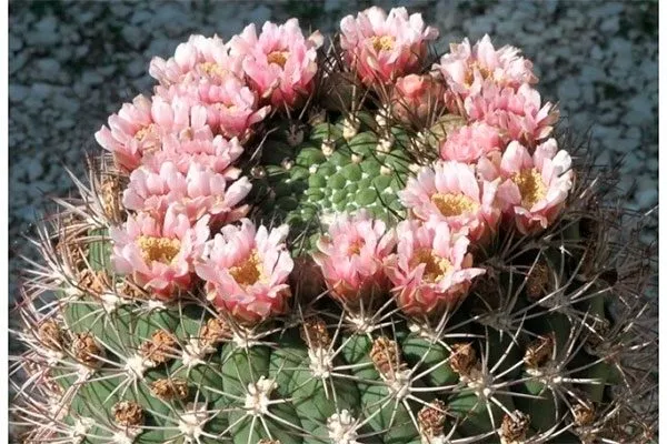 Гимнокалициум саглионис (Gymnocalycium saglionis) Гимнокалициум (Gymnocalycium)24