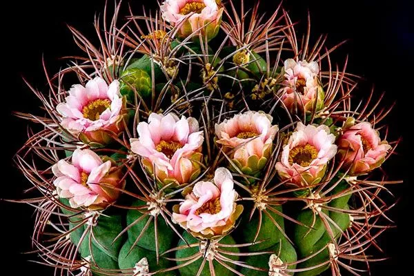 Гимнокалициум саглионис (Gymnocalycium saglionis)1 Гимнокалициум (Gymnocalycium)25