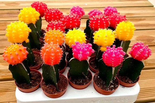 Гимнокалициум японский Гимнокалициум (Gymnocalycium)26