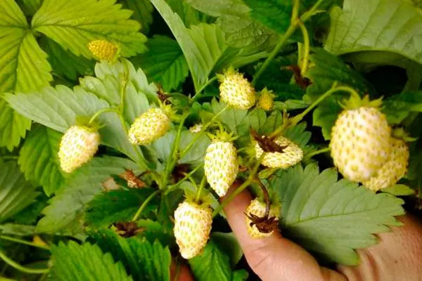 Golden Albino Жёлтая земляника1