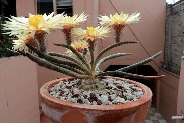 Голова Медузы Звёздчатые кактусы (Astrophytum)11