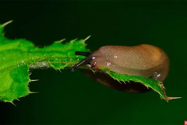 Голые слизни Вредители кактусов8