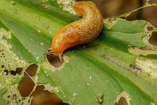 Голые слизни2 Вредители кактусов9