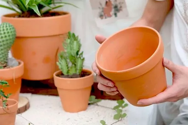 горшок большего размера (желательно керамический или глиняный) пересадка кактуса2