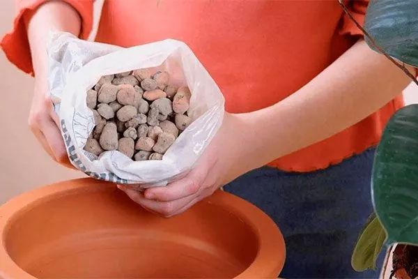 гравий или керамзит для создания дренажного слоя пересадка кактуса4