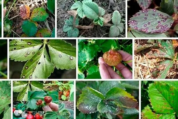 Грибковые заболевания Белая земляника6