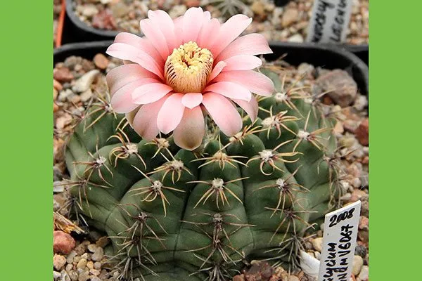 Gymnocalycium baldianum Гимнокалициум (Gymnocalycium)2