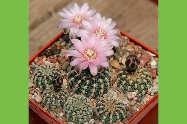 Gymnocalycium bruchii Гимнокалициум (Gymnocalycium)4