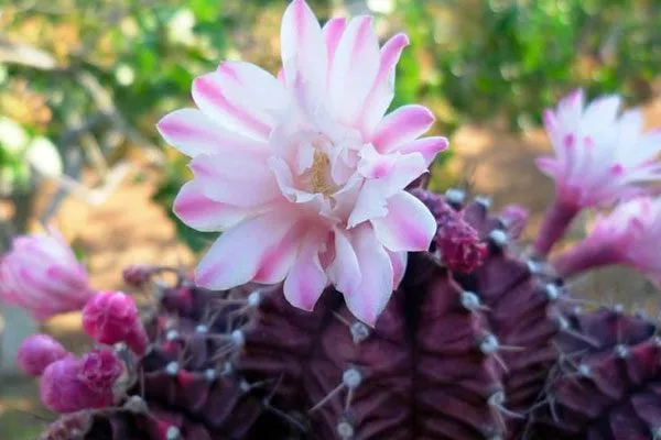 Gymnocalycium mihanovichii Гимнокалициум (Gymnocalycium)5