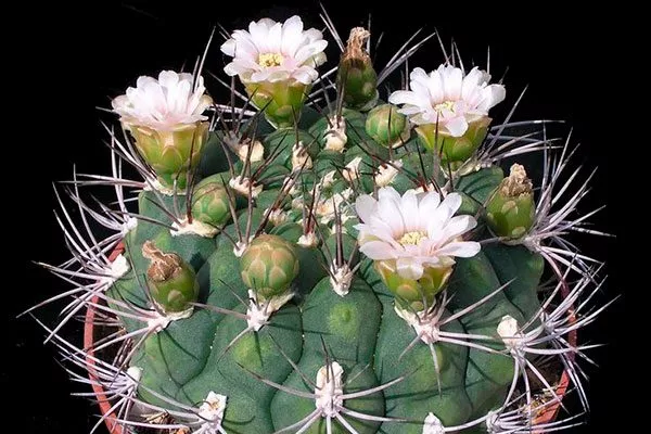 Gymnocalycium saglionis Гимнокалициум (Gymnocalycium)6