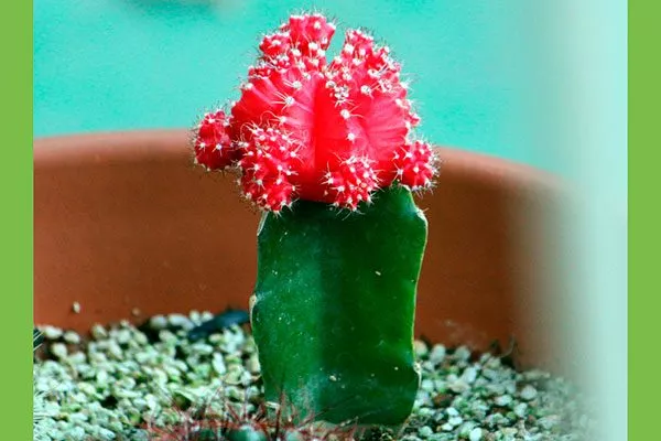 Hibotan Гимнокалициум (Gymnocalycium)7