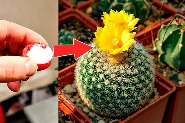 i (1) уход за колючими кактусами2