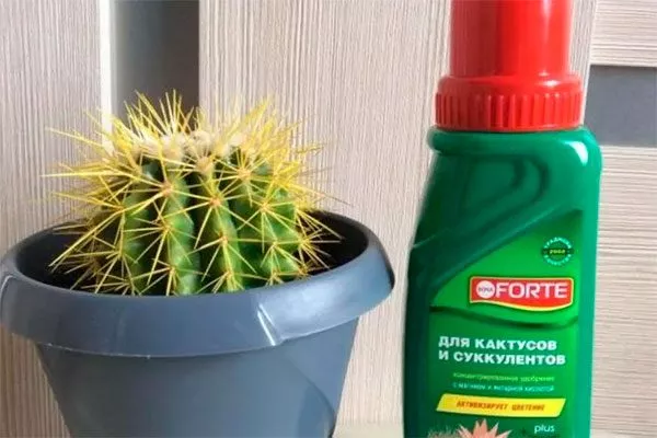 i уход за колючими кактусами3