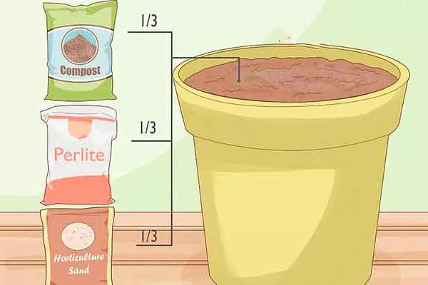 Идеальный состав почвы черенкование кактусов5