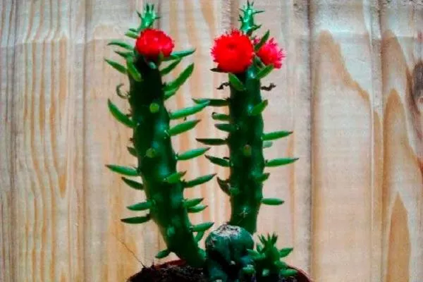 Игла Евы редкие кактусы8