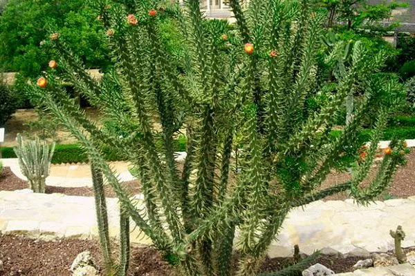 Игла Евы1 редкие кактусы9