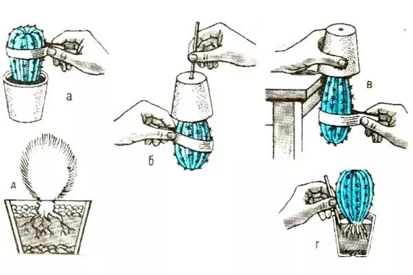 инструкция по пересадке кактуса пересадка кактуса5