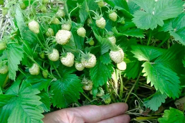 История белой земляники